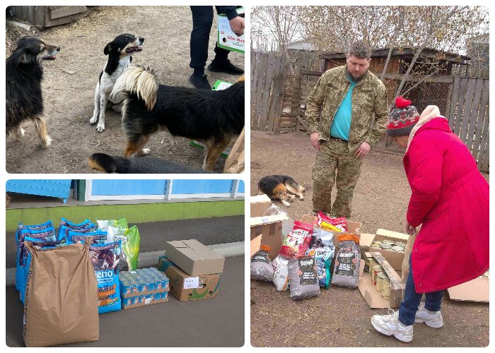 Our team starts cooperating with Artemon dog shelter