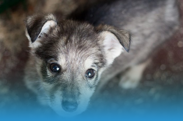 Our team starts cooperating with Artemon dog shelter